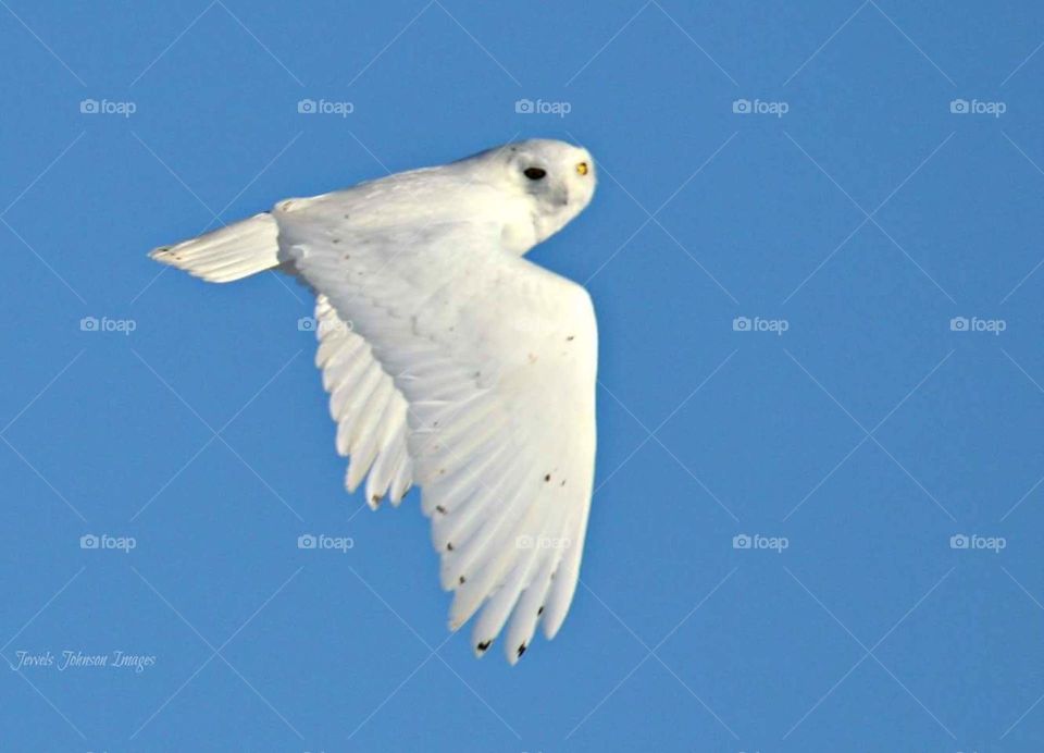 Snowy Owl