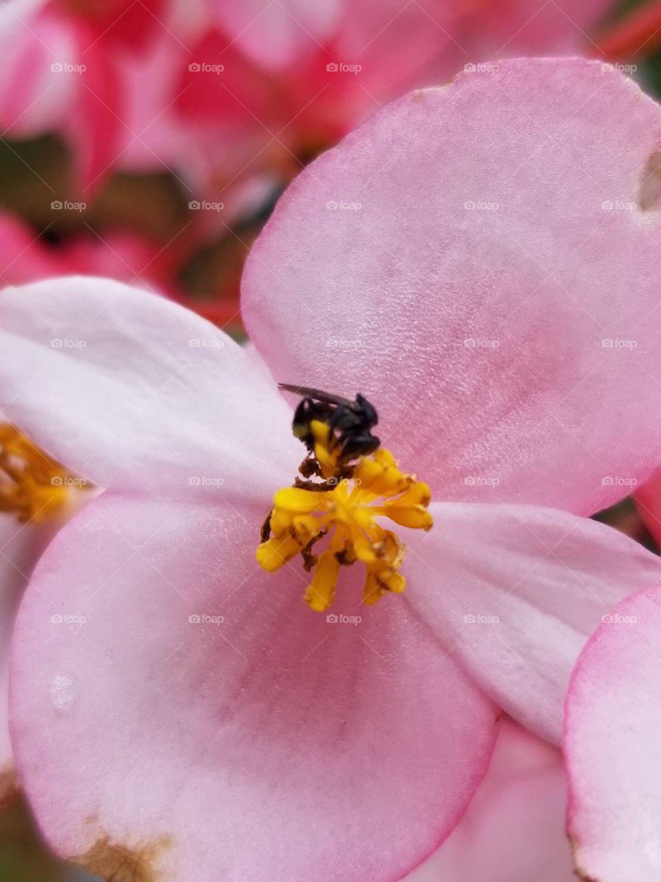 the pink flower and the bee