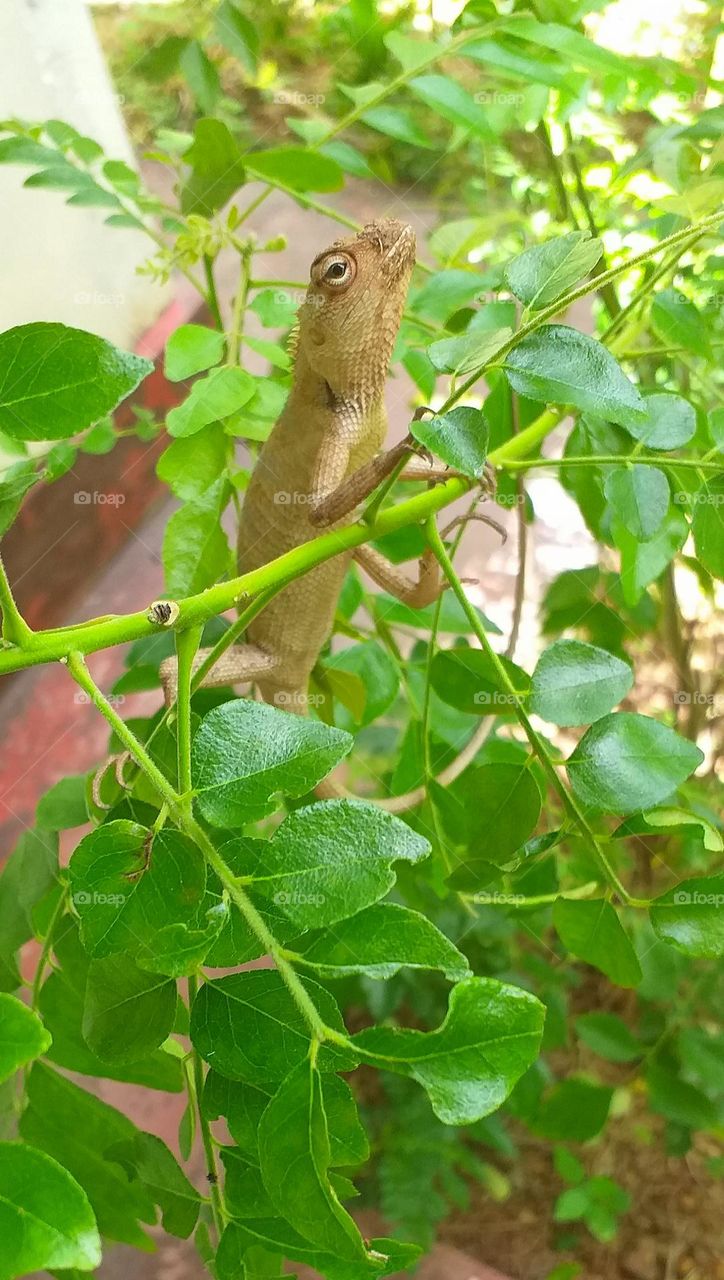 Lizard on a tree