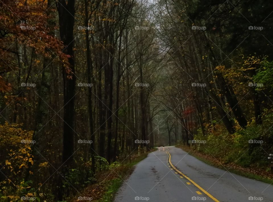 Road through a tunnel of fall colors