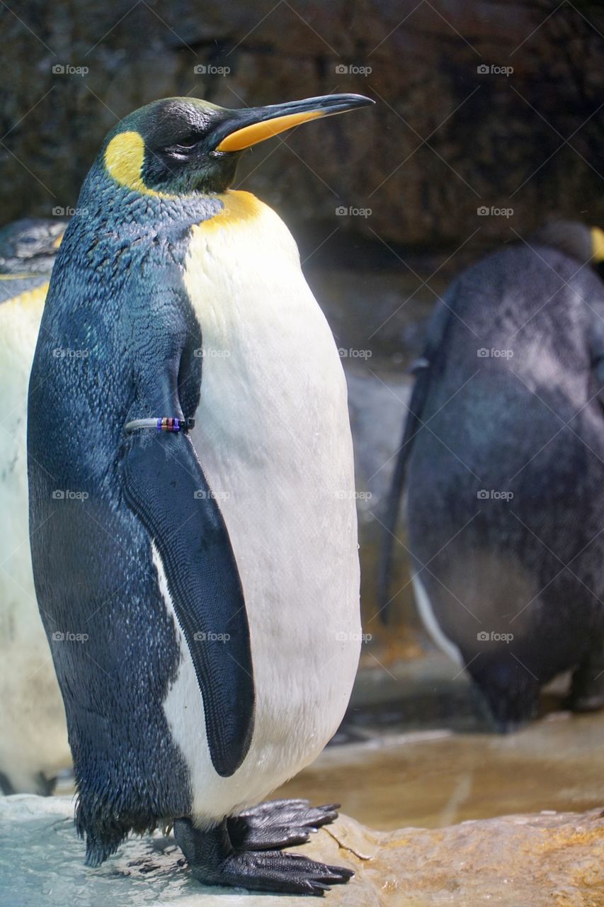 Emperor Penguin