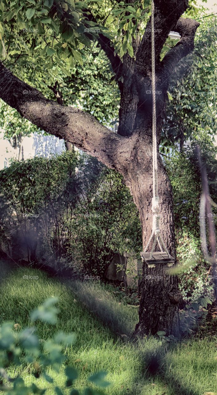 Tree swing 