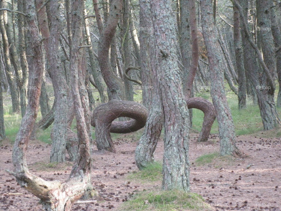 The mysterious Dancing Forest. The Curonian Spit. Kaliningrad 