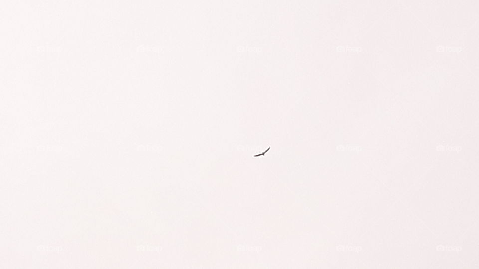 Gaivota voando alto, sobre as pedras do pesqueiro na praia das conchas, Peró, Cabo Frio, Rio de Janeiro, Brasil.