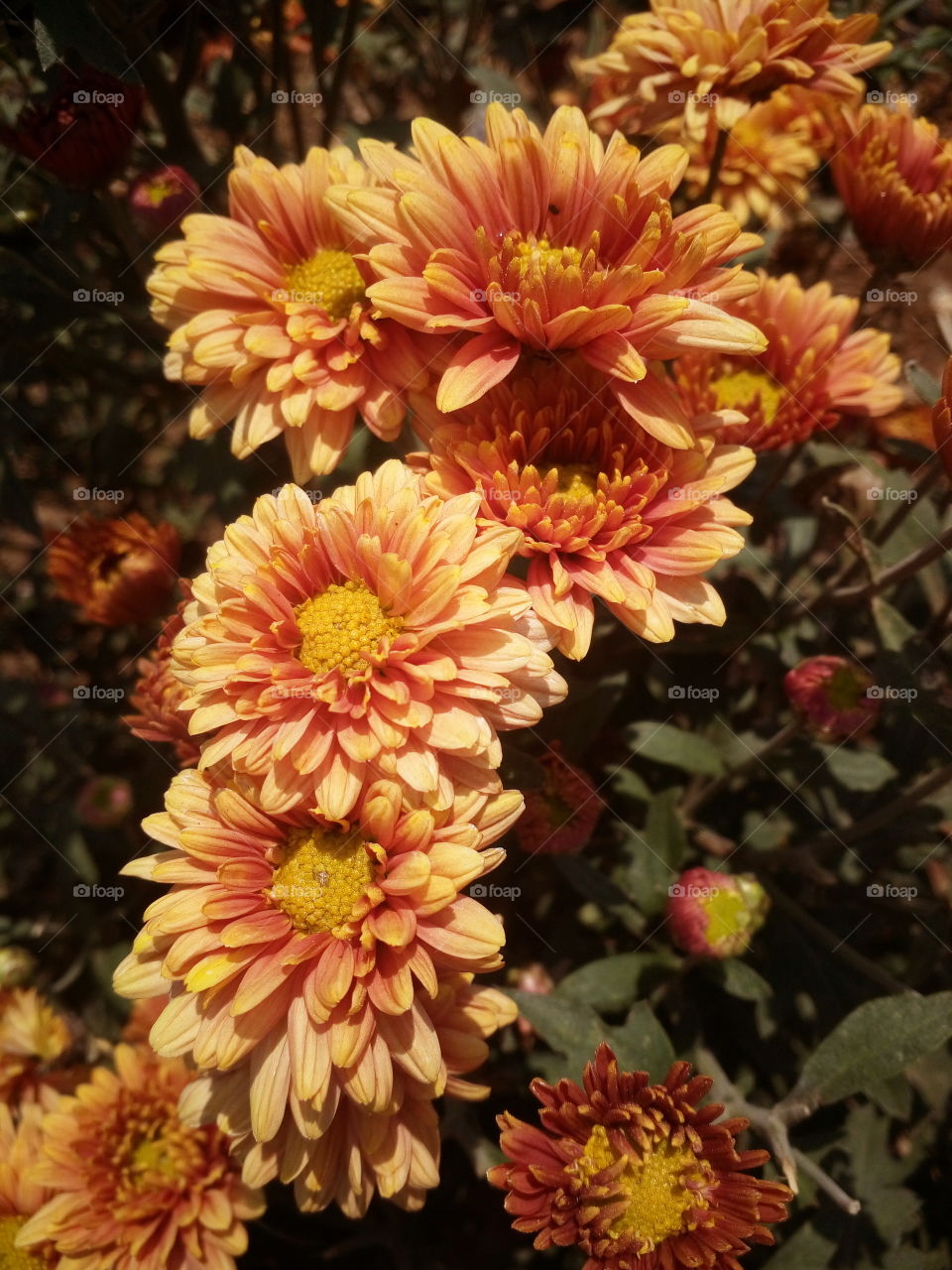 the most beautiful flowers in my garden