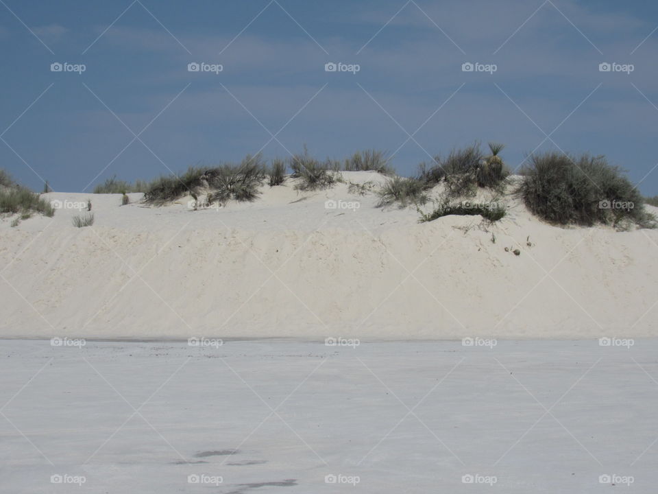 Native plants on white sand