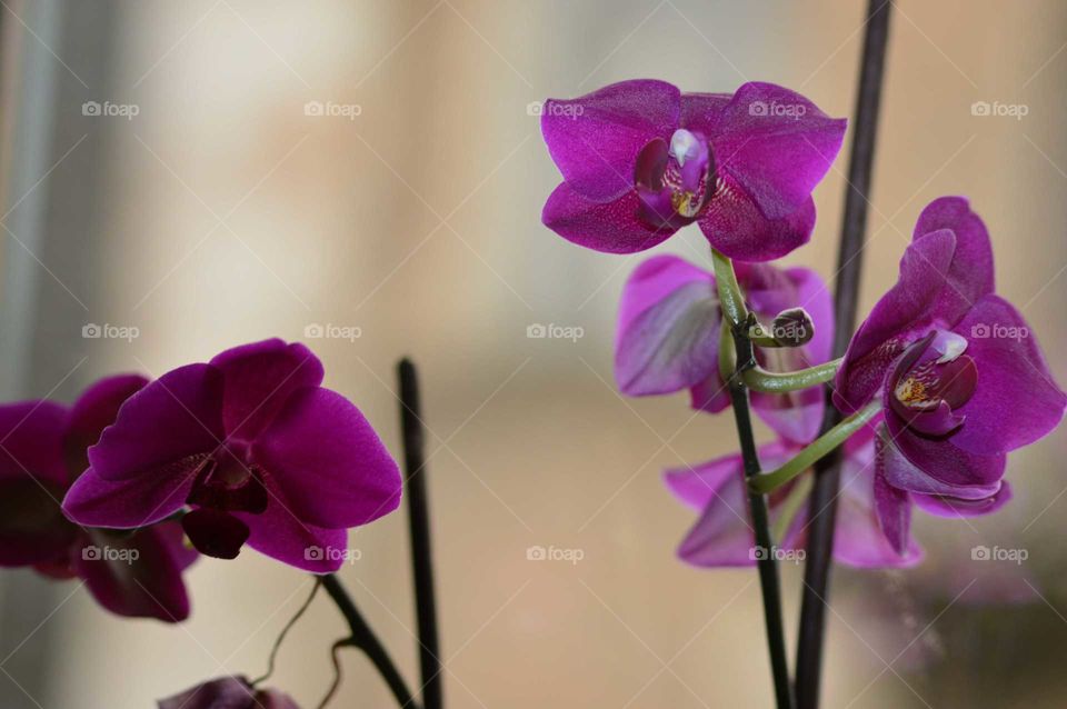 orchid flowers