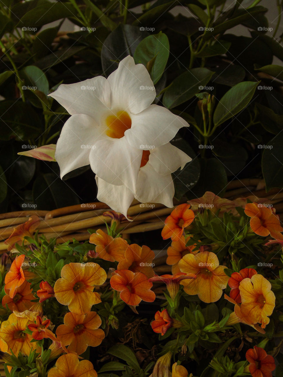 White and orange flowers