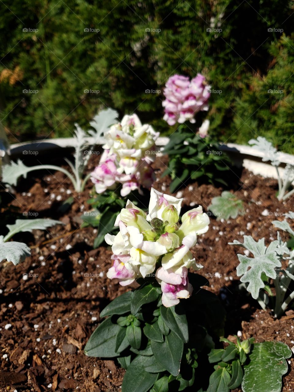 Springtime planting flowers