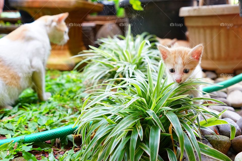 kitten playing in a garden with mom cat