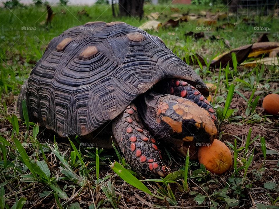 Turtle, close-up