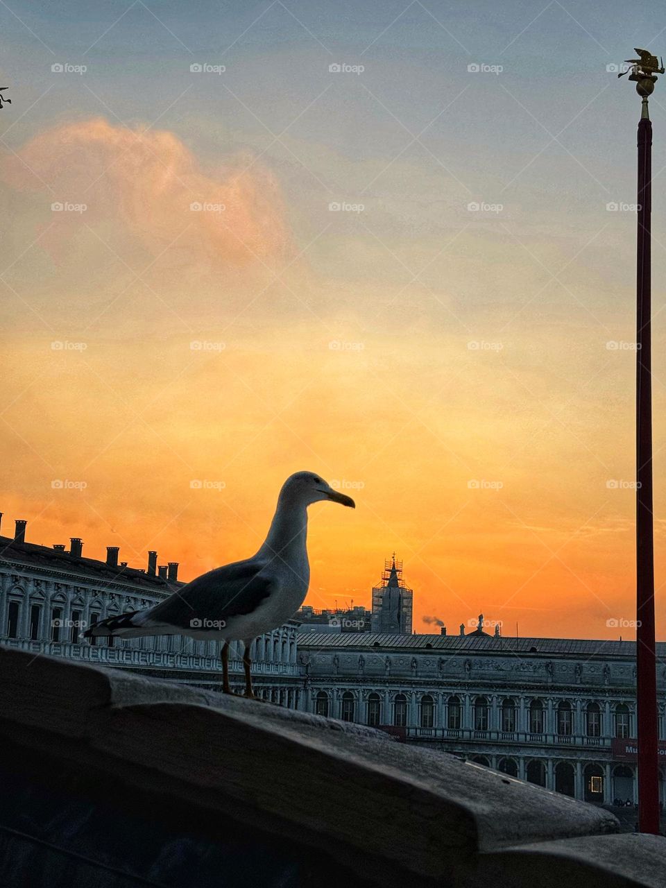 Seagull watching the sunset 