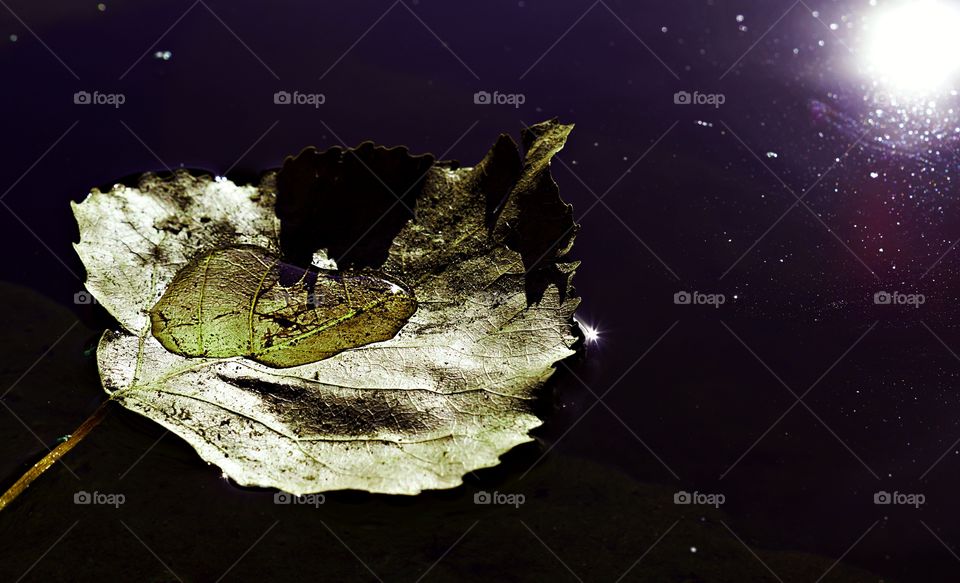 Herbst die letzten Blätter fallen