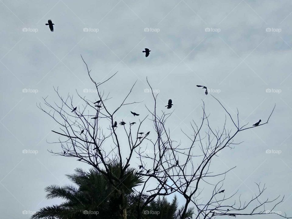 beautiful nature and flock Bird