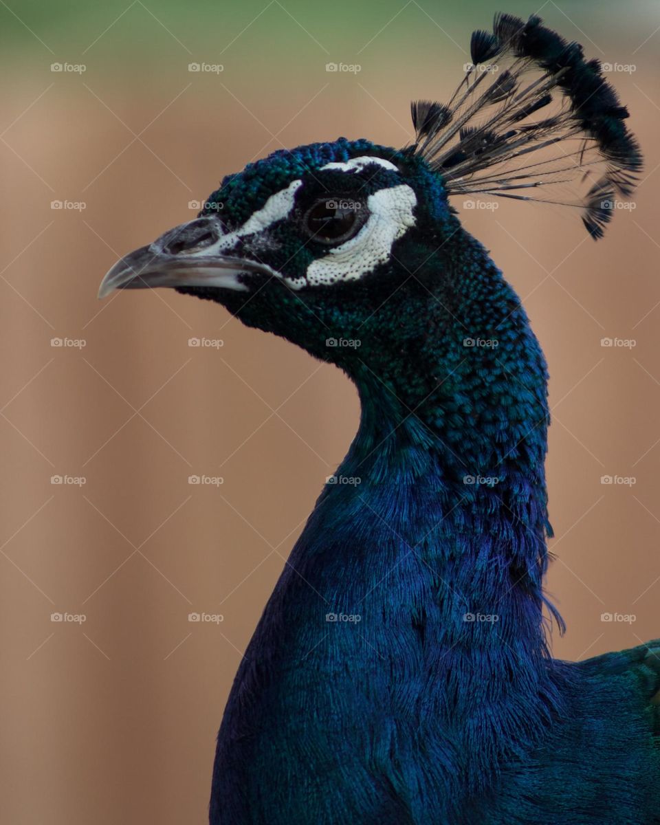 Peacock Blue