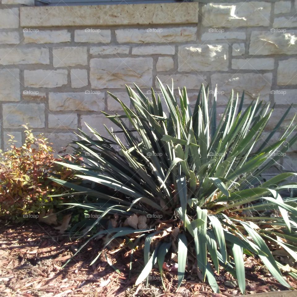 yucca and wall