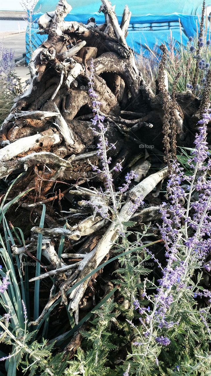 man of wood 
father earth