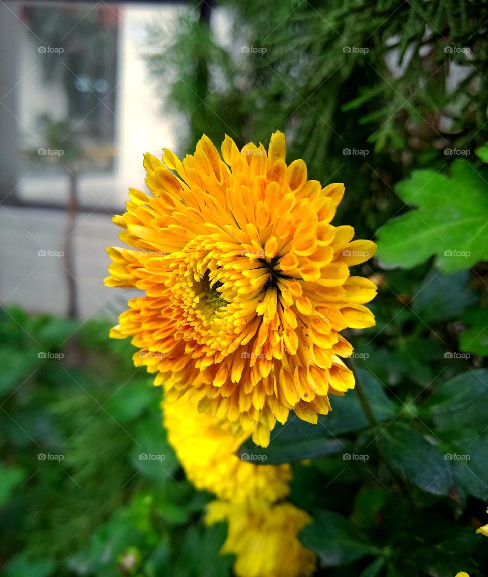 ♥Beautiful Flower ♥