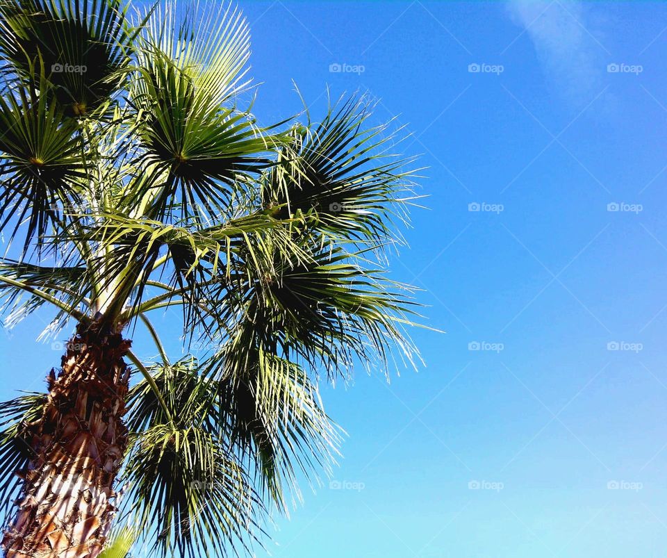 Palmera