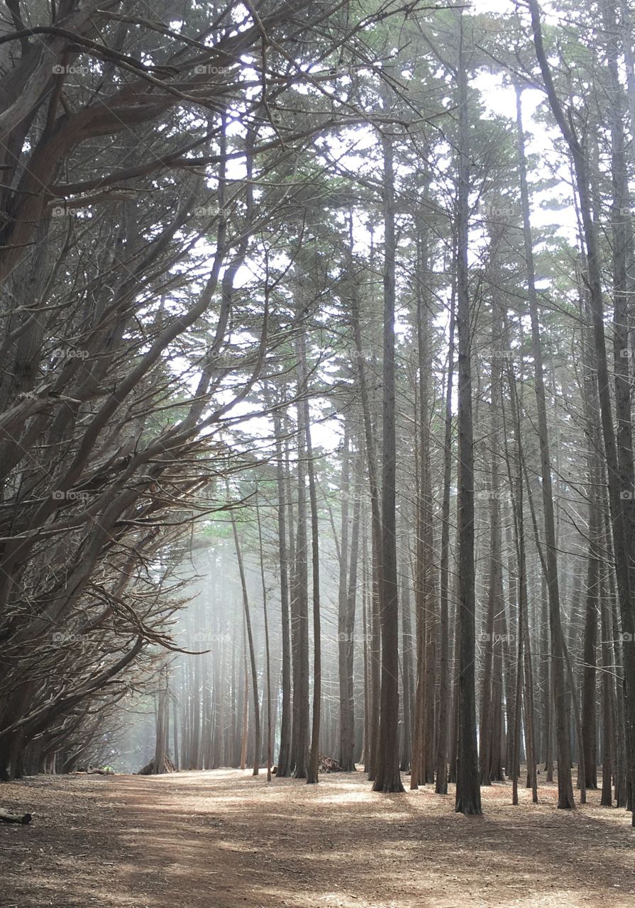 Fog in the forest