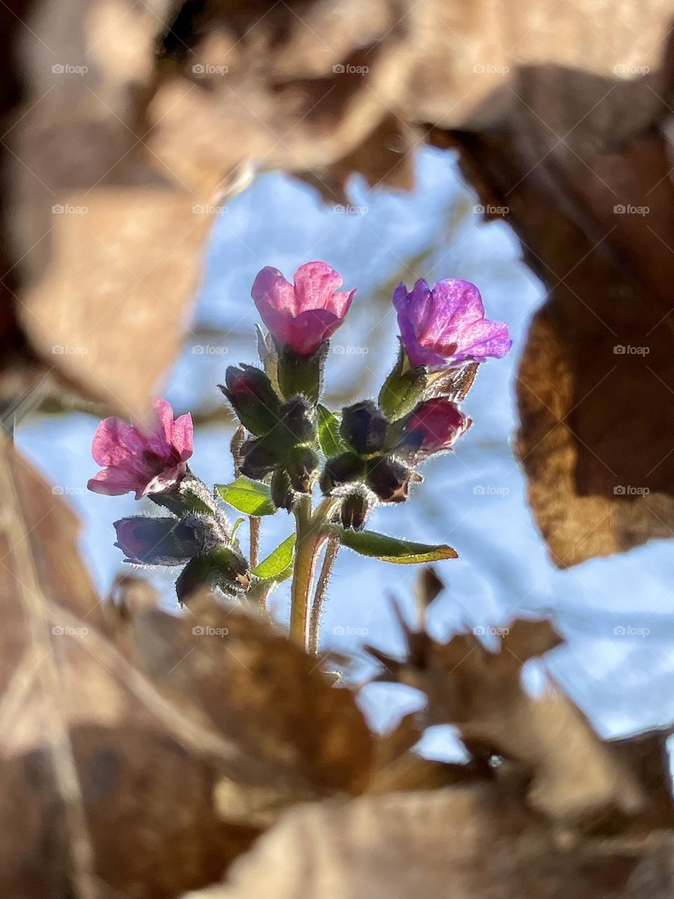 Mysterious Flowering