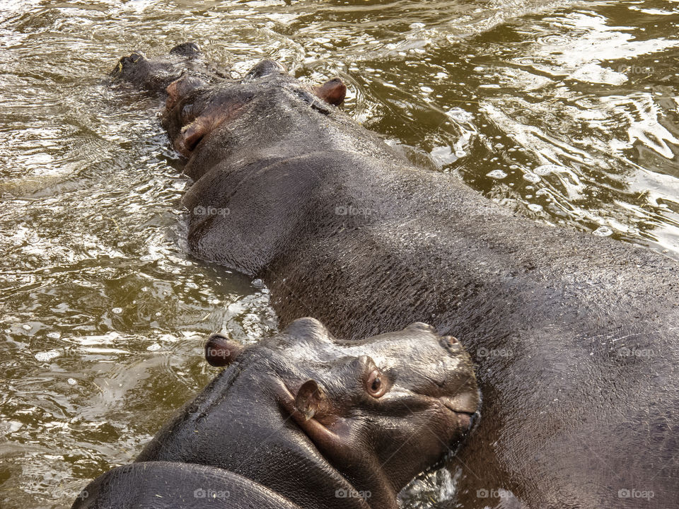 Couple of hippo 