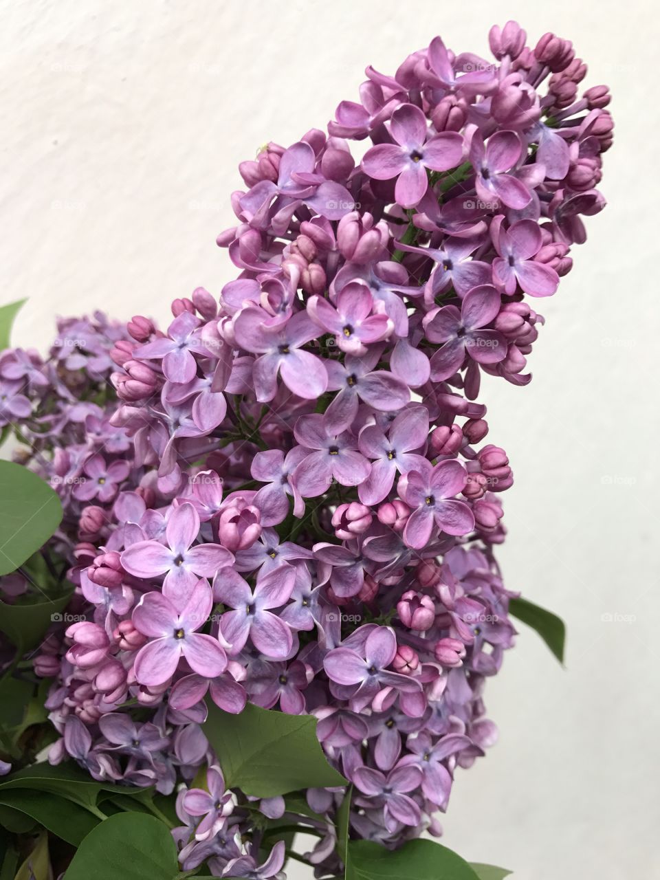 Purple flowers and buds of a lilac tree.