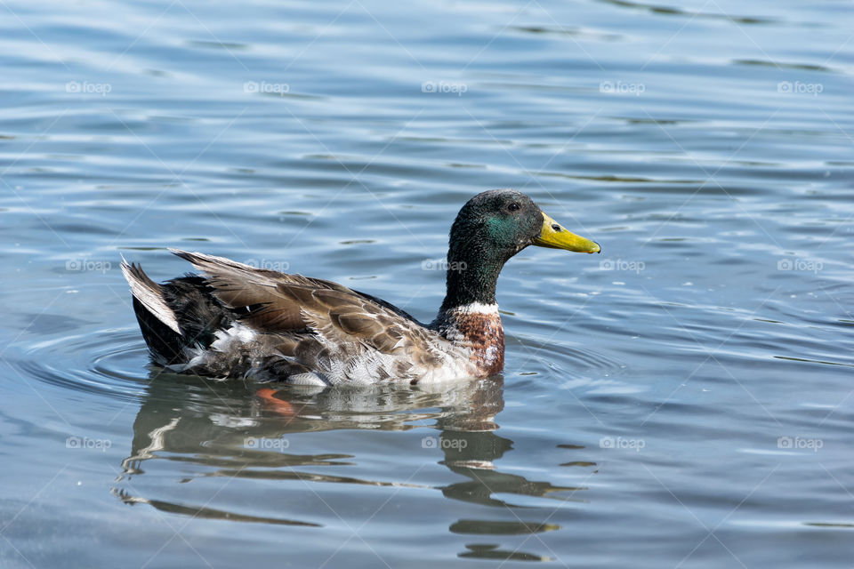 Duck on the lake