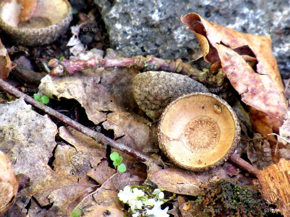 acorn