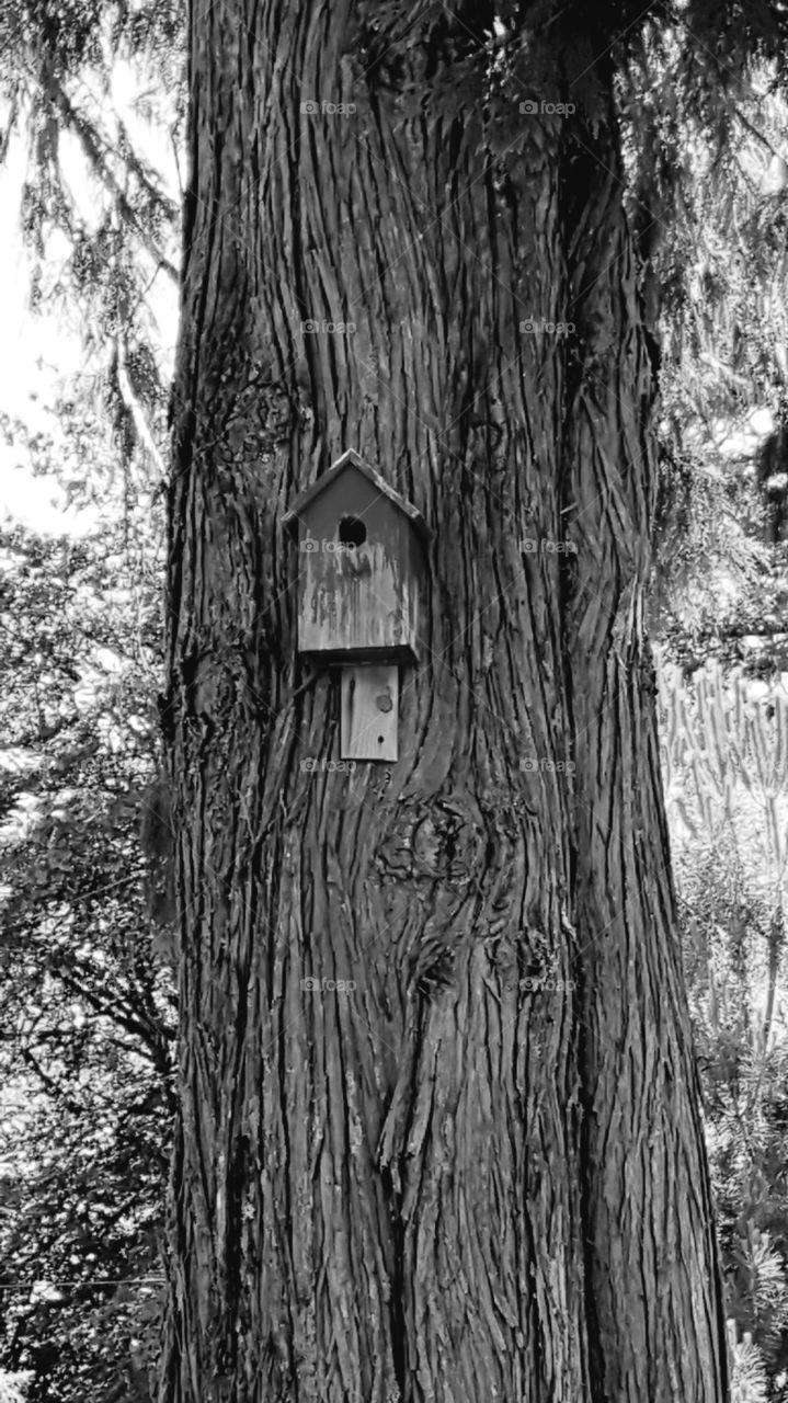 birdhouse on cedar tree