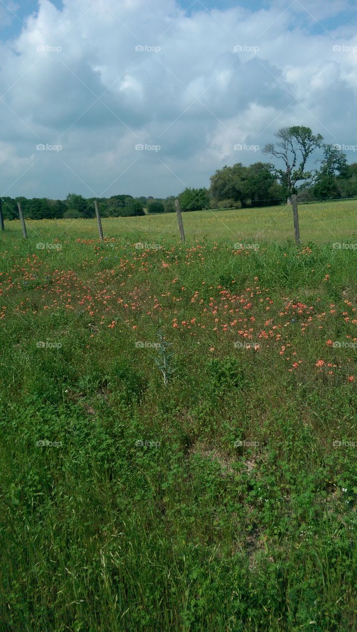Countryside in the spring.