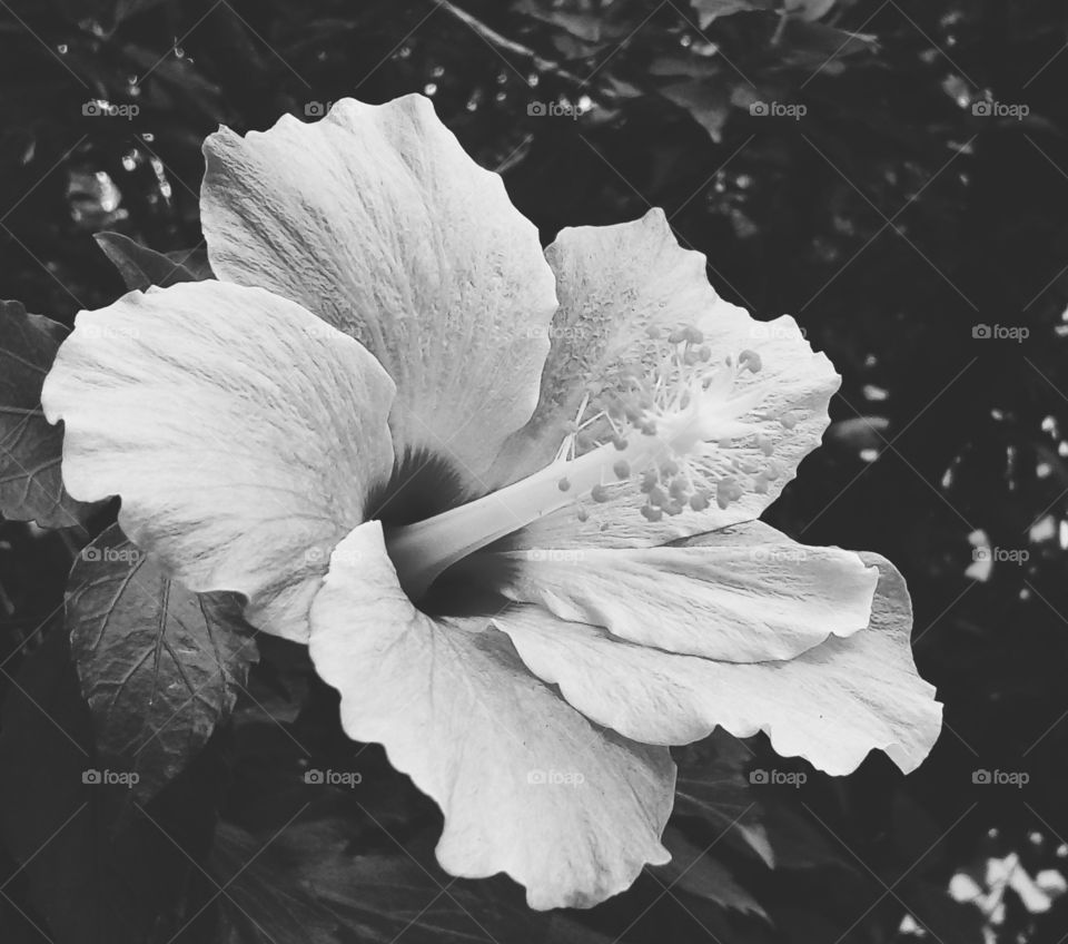 flower monochrome