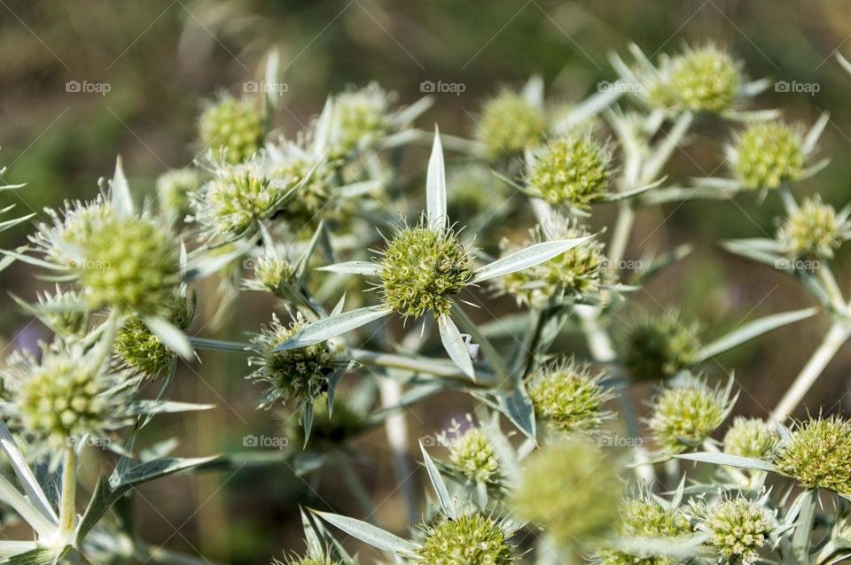 Field eryngium.
European steppe plant with bluish prickly leaves and white or bluish flowers collected in capitate umbels.