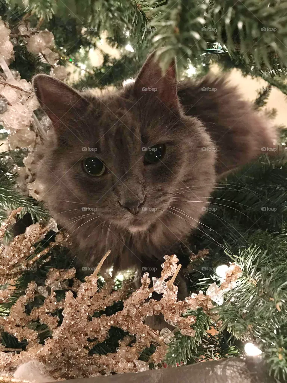 Caramel Cat