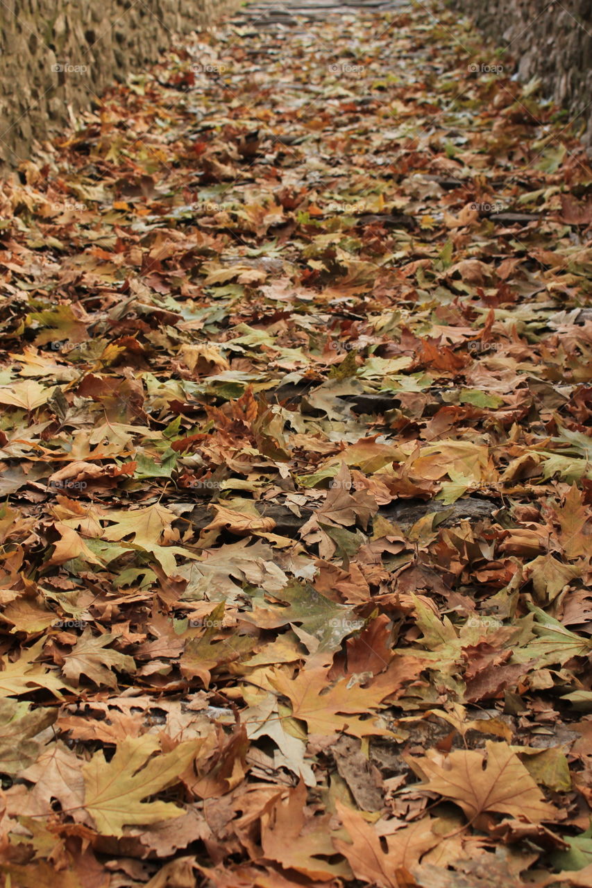 Autumn colored leaves