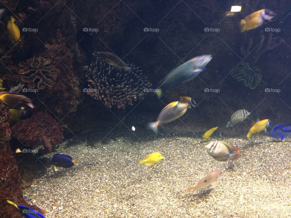 Океанариум Сочи 