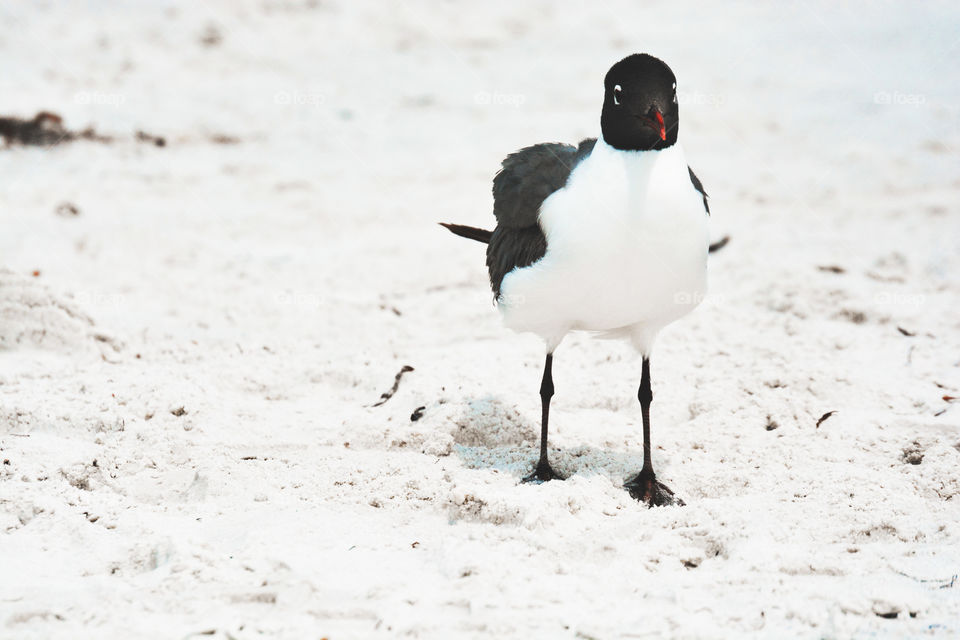 Beach Bird