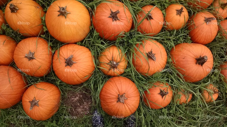Pumpkin, Pasture, Halloween, Fall, No Person