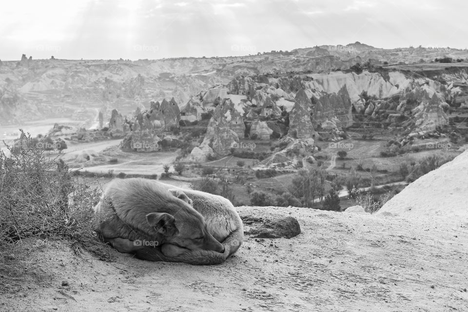 Sleeping dog in Cappadocia mountains