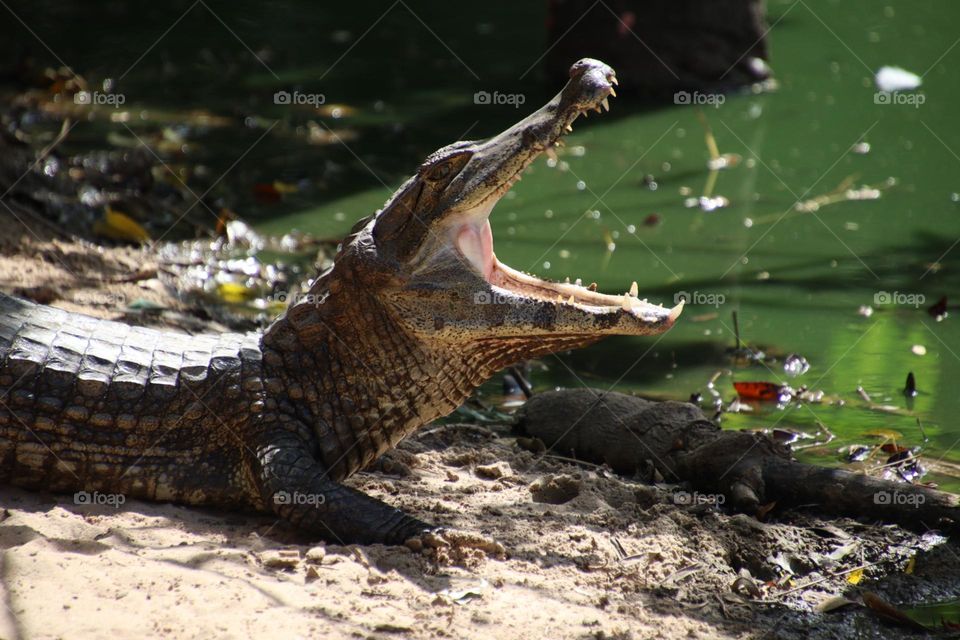 Yawning alligator