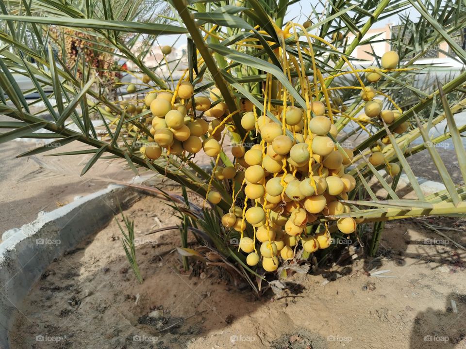 Date on a small palm tree