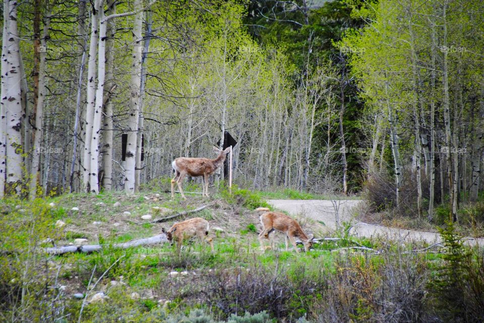 Caution, Deer Crossing