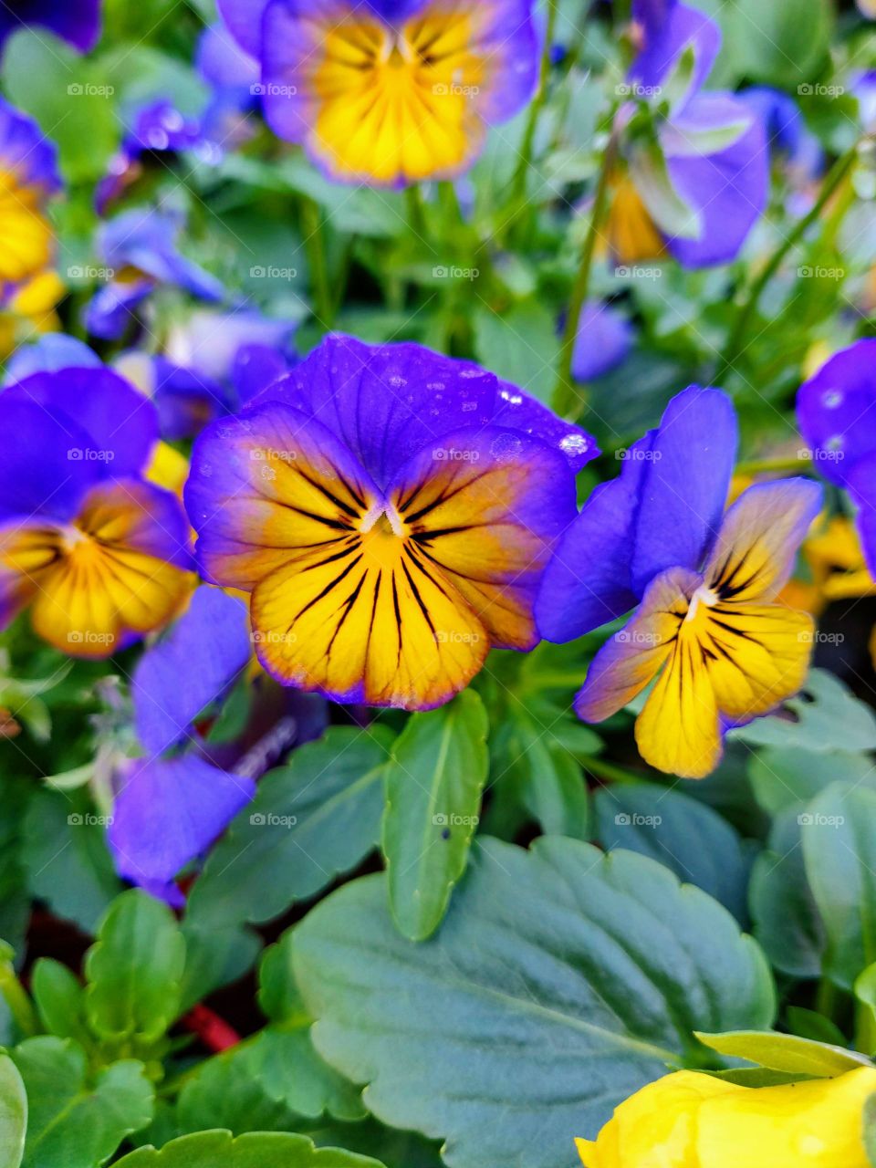 Beautiful flowers that look like butterflies