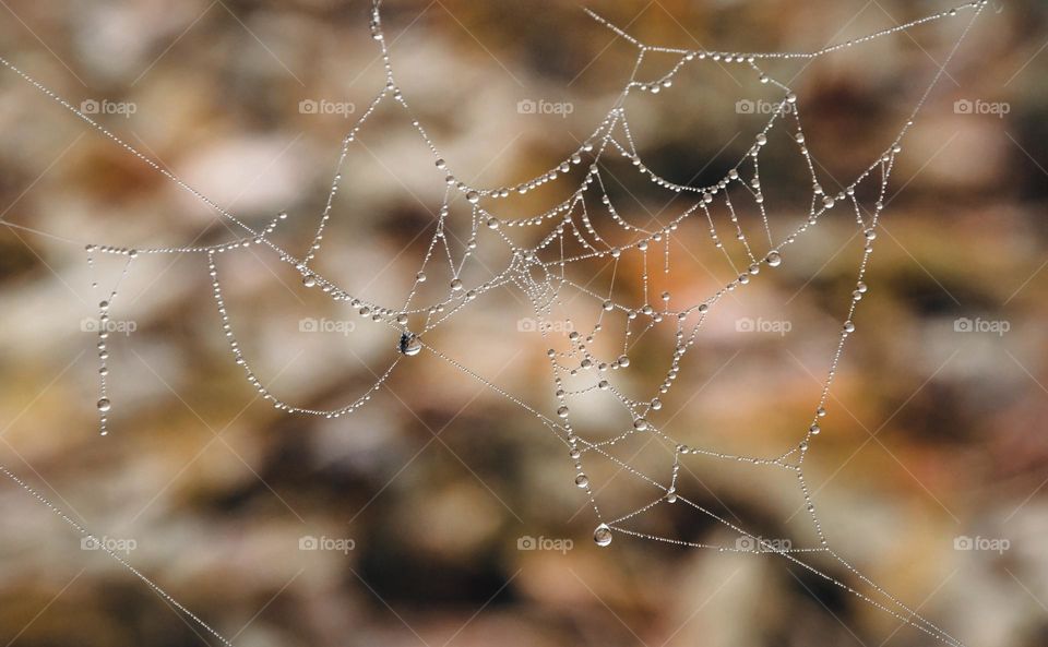 Water drops on spider web