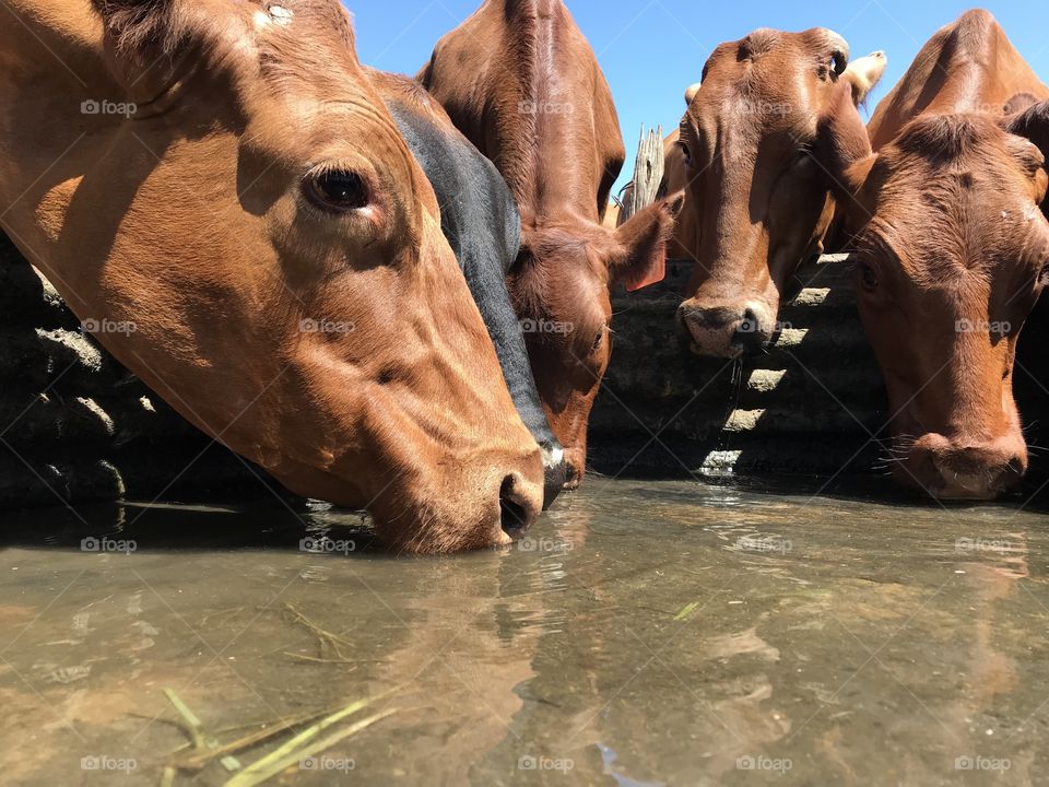 Thirsty Cows