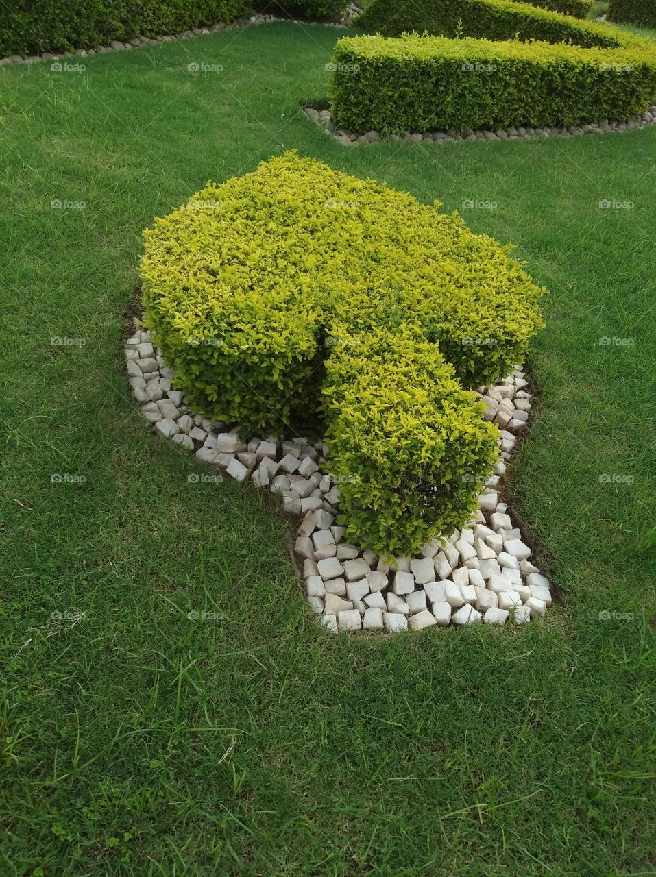 green shurb with a pattern small size shurb looks very beautiful generally found everywhere