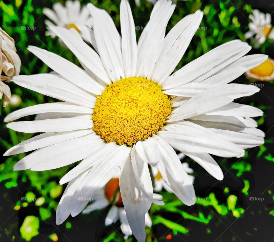 Daisy flower