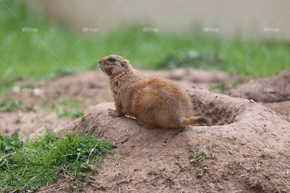 Prarie Dog