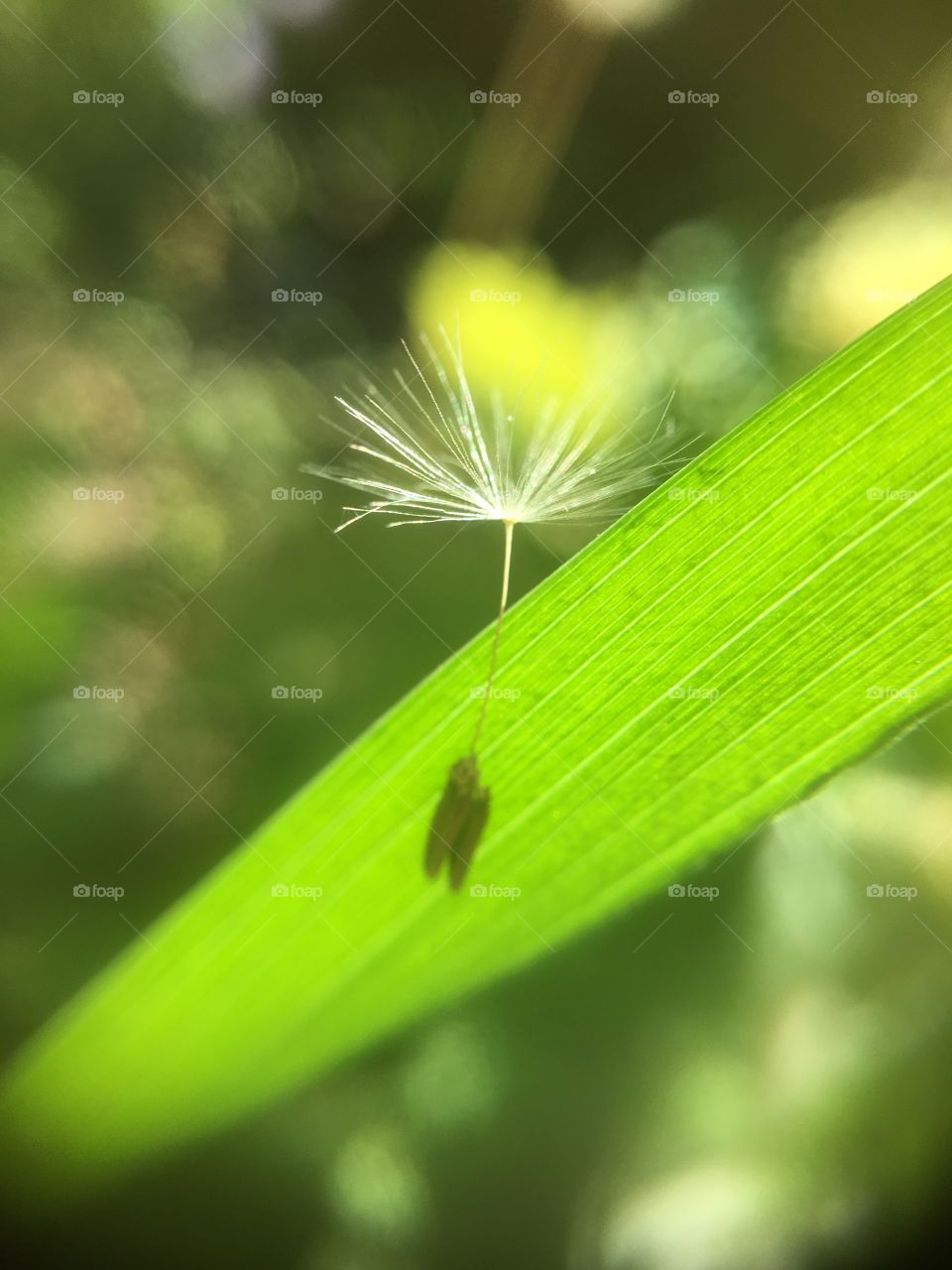 Dandelion seed on grass 