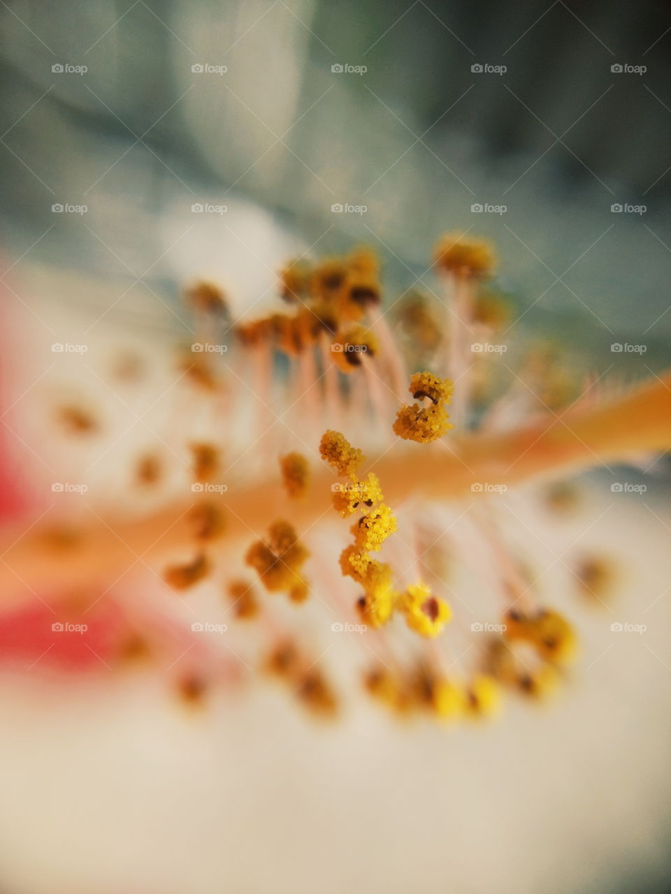 Macro yellow flowers